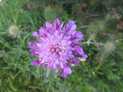 Knautia longifolia