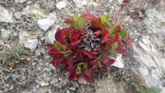 Limonium ovalifolium