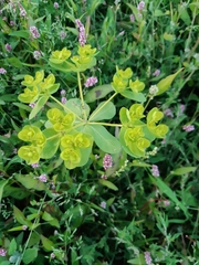 Euphorbia helioscopia