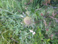 Knautia longifolia