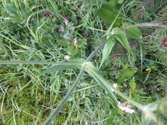Knautia longifolia