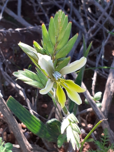 Image of Babiana odorata by (c) Brian du Preez, some rights reserved (CC BY-SA)