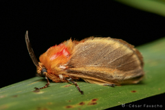 Endobrachys revocans