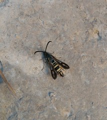 Bembecia uroceriformis