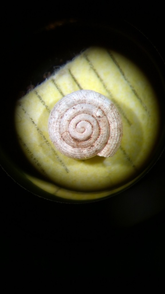 Mexican Coil