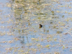 Lithobates virgatipes