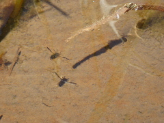 Nepomorpha