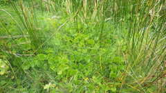 Hydrocotyle vulgaris