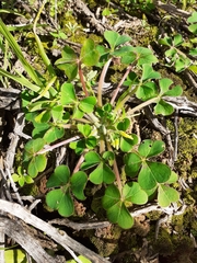 Oxalis compressa compressa