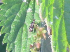 Anthocoris nemoralis