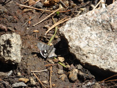 Litocala sexsignata