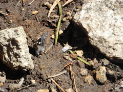 Litocala sexsignata