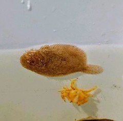 Trinectes maculatus