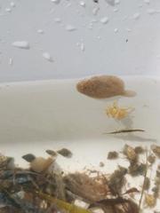 Trinectes maculatus