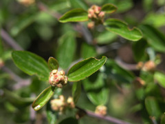 Ceanothus martini