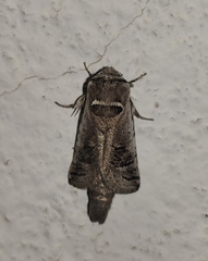 Parahypopta caestrum
