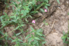 Oenothera rosea