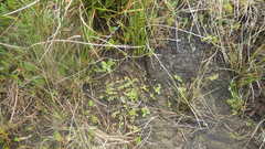 Lysimachia tenella