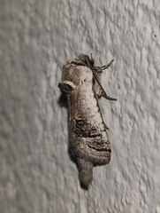 Parahypopta caestrum
