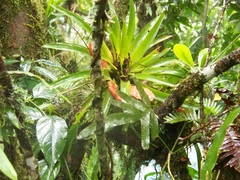 Tillandsia multicaulis