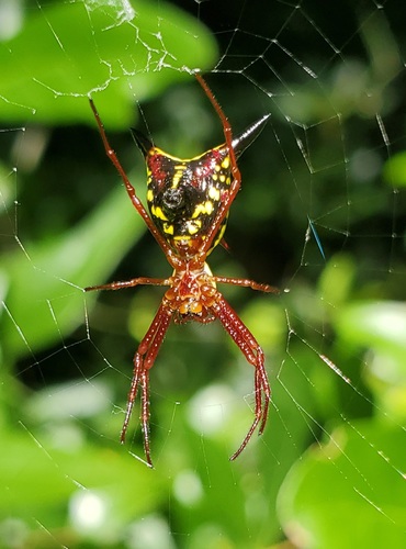 Micrathena sagittata image