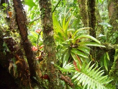 Tillandsia multicaulis