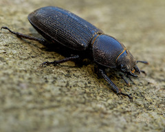 Dorcus parallelus