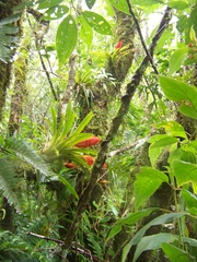 Tillandsia multicaulis
