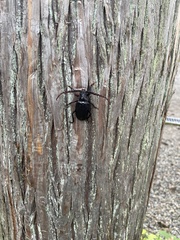 Prionus insularis