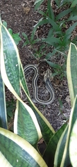Thamnophis sirtalis annectens