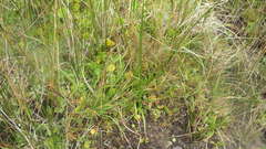 Hydrocotyle vulgaris