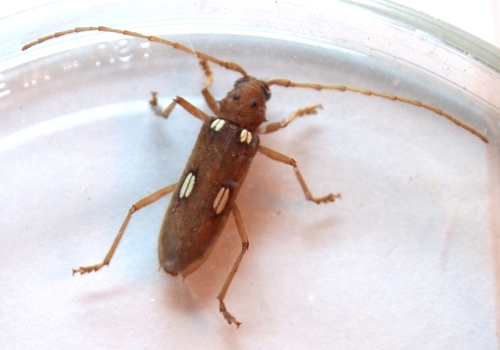 Ivory-marked Borer photo 5
