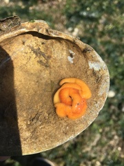 Tubulanus