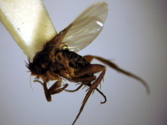 Spiniphora bergistammi