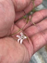 Campanula aparinoides
