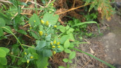 Blackstonia perfoliata
