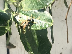 Polistes dominula