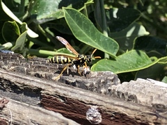 Polistes dominula