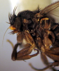 Spiniphora bergistammi