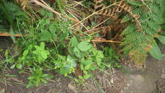 Blackstonia perfoliata