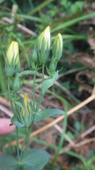 Blackstonia perfoliata