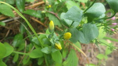 Blackstonia perfoliata