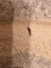 Ctenolepisma lineatum