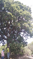 Leucaena diversifolia