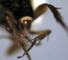 Spiniphora bergistammi