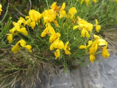 Genista radiata
