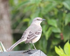 Mimus polyglottos image