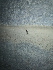 Ctenolepisma lineatum
