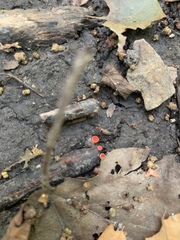 Sarcoscypha occidentalis