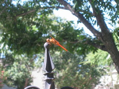 Libellula croceipennis